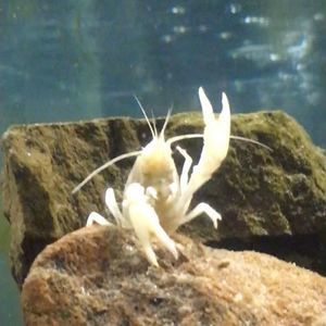 Meet your Posher, Gavin